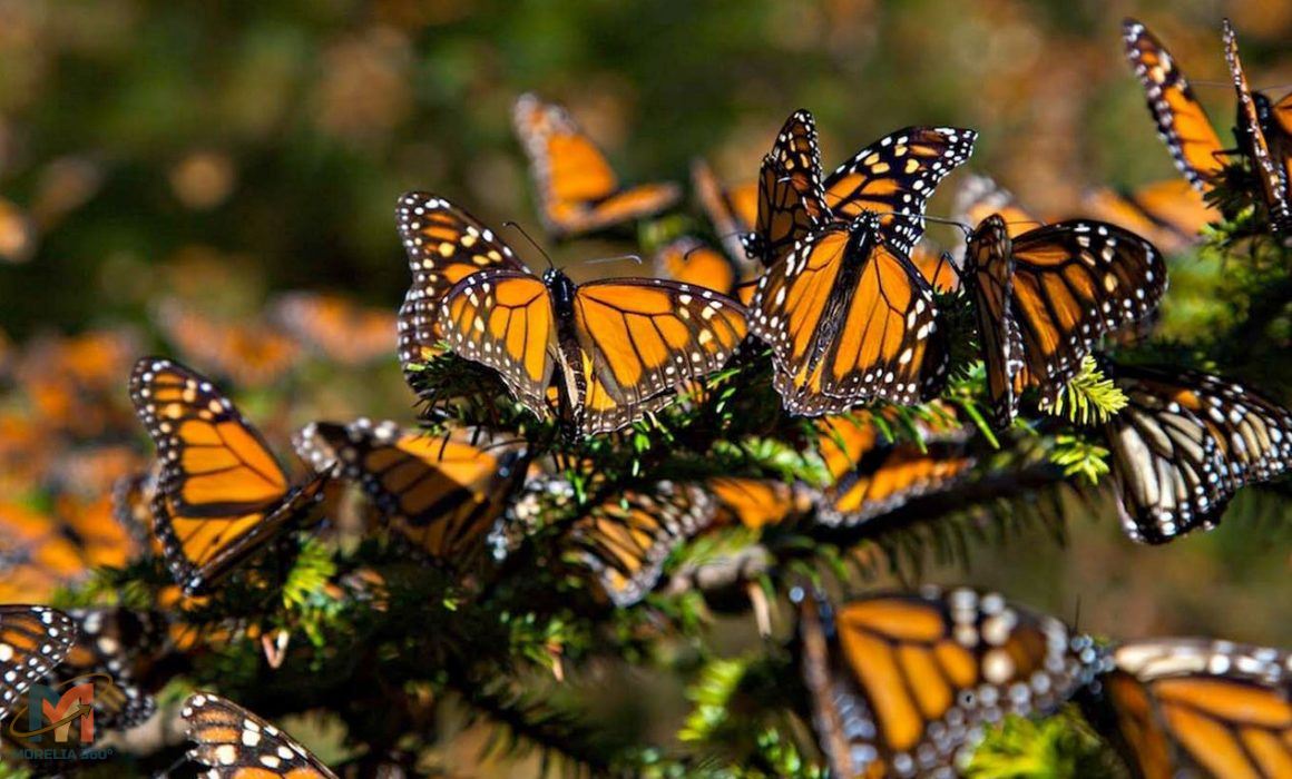Santuario de las mariposas monarca en el Ejido El Rosario